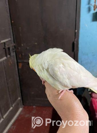 Cockatiel