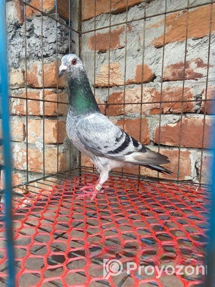 খাচা বিক্রি হবে