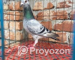 fitted-23_2025-07-22_12-56-26