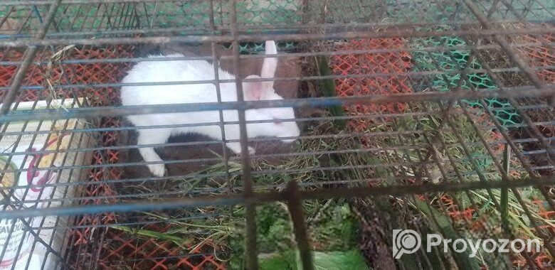 Adult Rabbit ‍Sell Post
