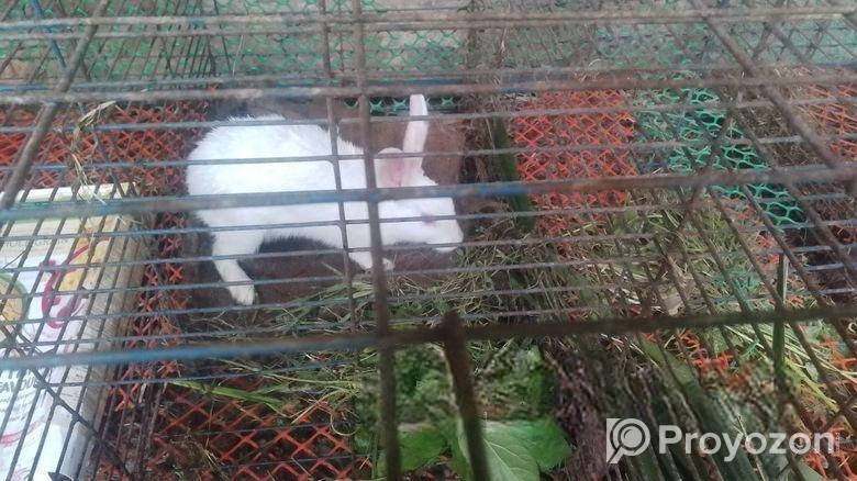Adult Rabbit ‍Sell Post