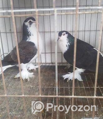সিরাজী কবুতর