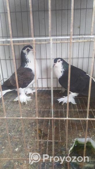 সিরাজী কবুতর