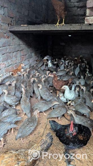 তিতির মুরগি বিক্রি হবে