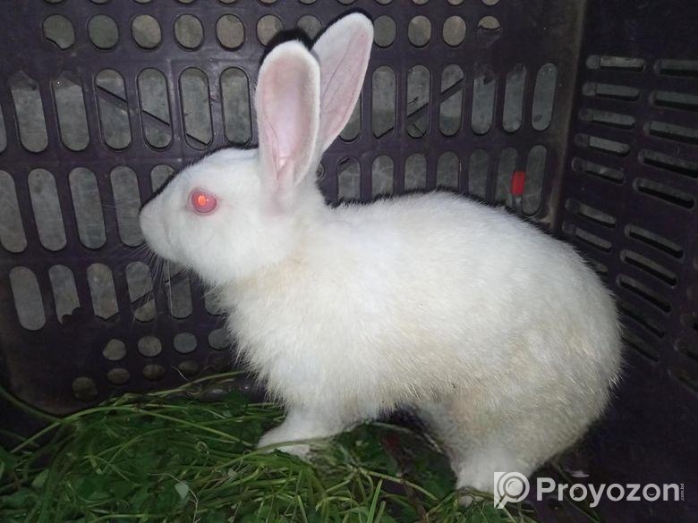 খরগোশ বিক্রি হবে