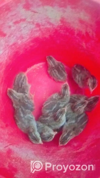 তিতির মুরগি ও কিং কোয়েলের বাচ্চা এবং বিজ ডিম বিক্র