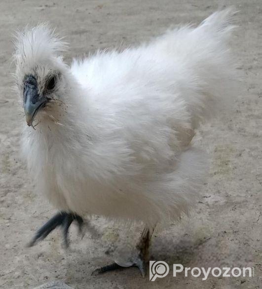 এডাল্ট সিল্কি মুরগি