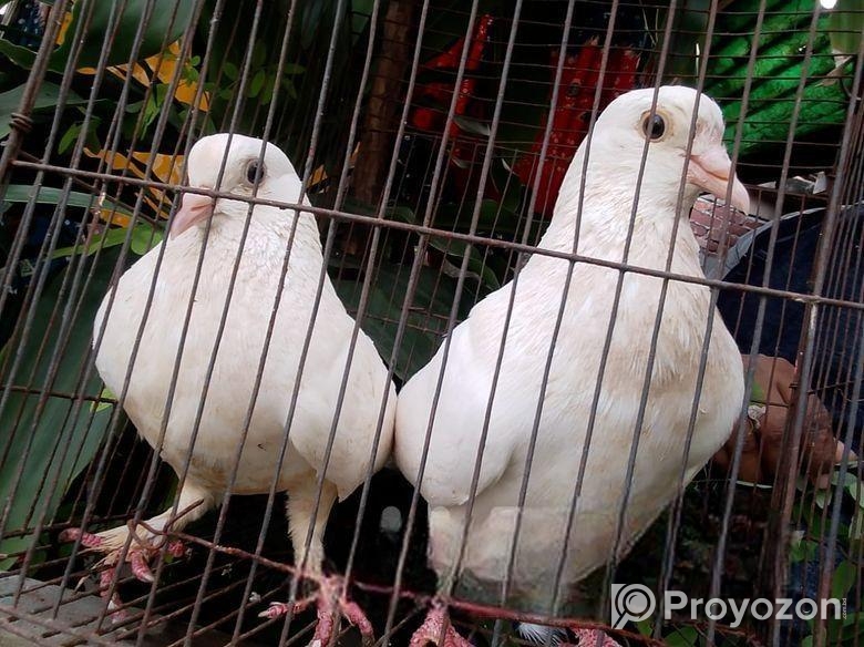 কাগজি কবুতর, রানিং জোড়া