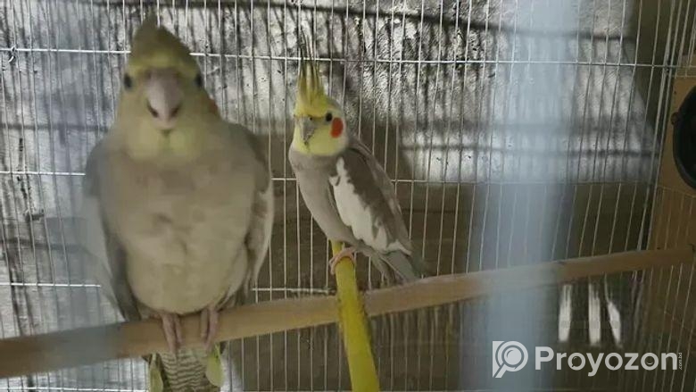 রানিং পাখি আমার কাছে ডিম বাচ্চা করছে