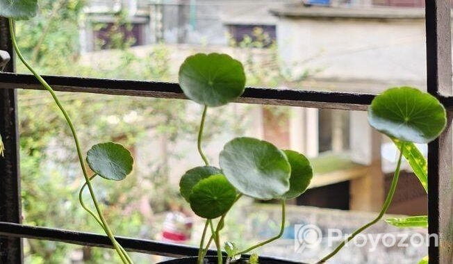 কয়েন প্লান্ট ৮ পাতা+৪ কুঁড়ি