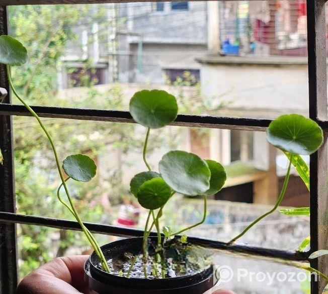 কয়েন প্লান্ট ৮ পাতা+৪ কুঁড়ি