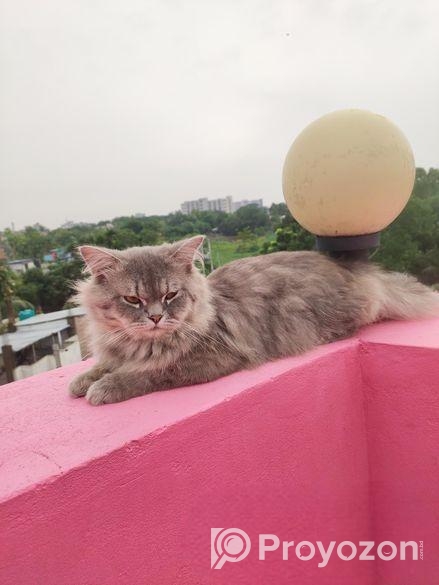 ট্রেডিশনাল পার্শিয়ান বিড়াল