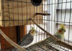 Running Cockatiel Bird