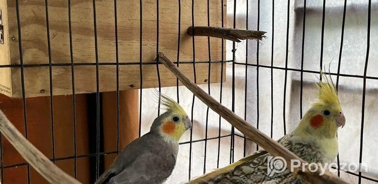 Running Cockatiel Bird