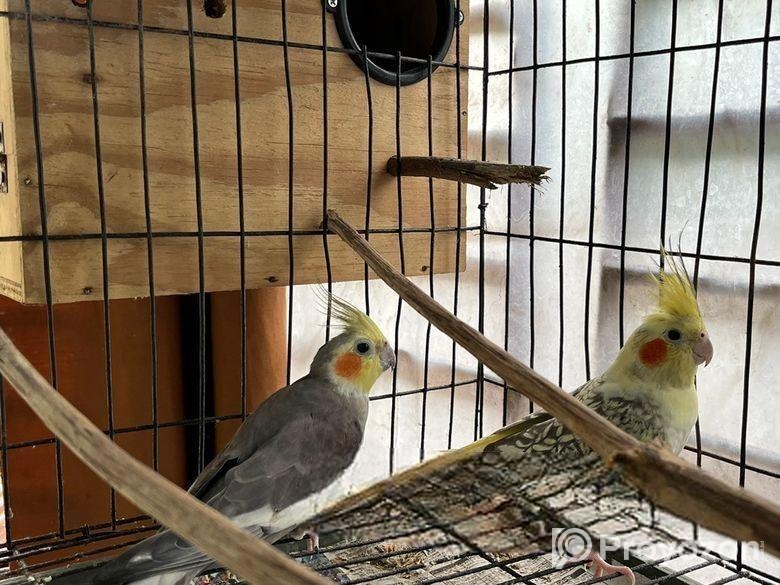 Running Cockatiel Bird