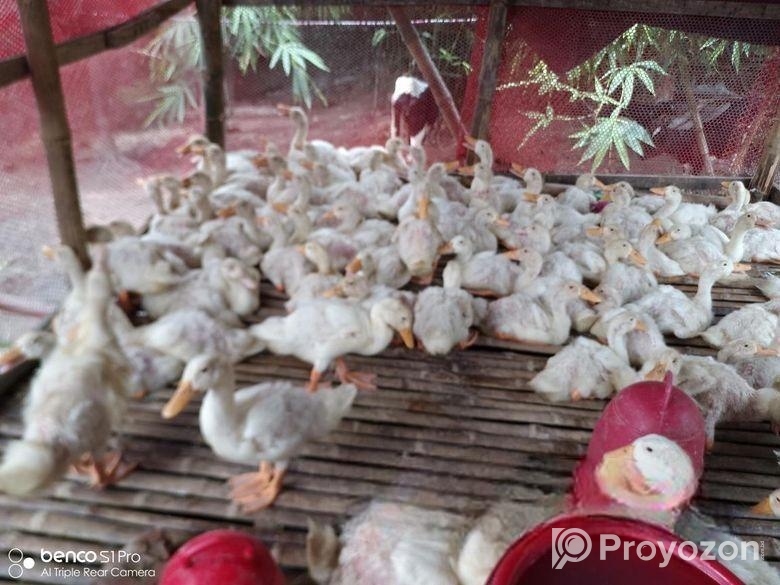 রেডি টু কুক হাঁস বিক্রি