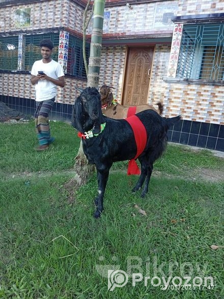 উন্নত মানের ছাগল বিক্রি করা হবে