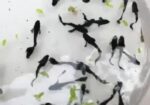 Aqurium Fish