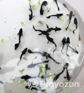 Aqurium Fish