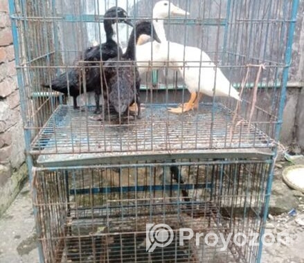 খাচা বিক্রি হবে