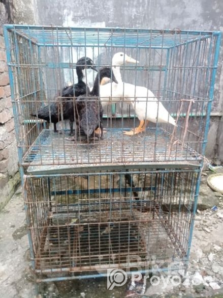 খাচা বিক্রি হবে