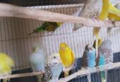 Budgies will be sold.