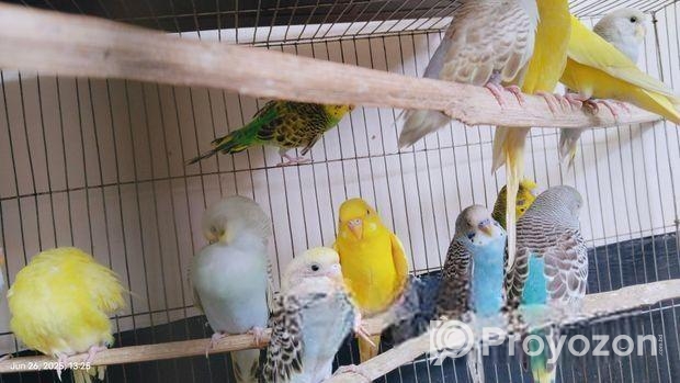 Budgies will be sold.