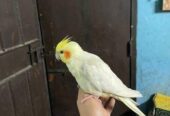Cockatiel
