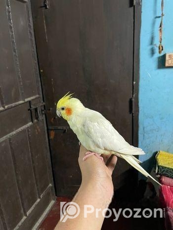 Cockatiel