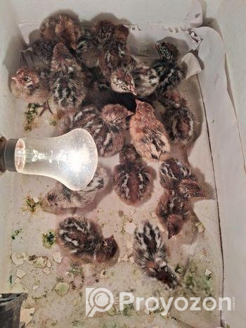 ফাওমি মুরগীর বাচ্চা