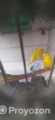 বাজিগার পাখির বিক্রি হবে