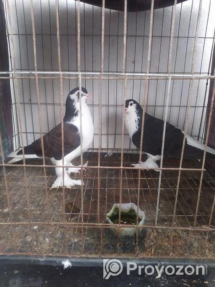 সিরাজী কবুতর