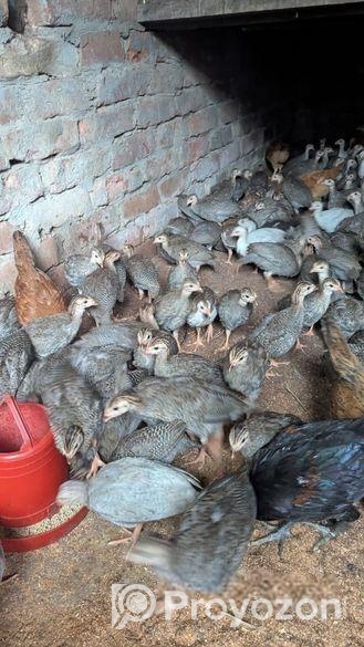 তিতির মুরগি বিক্রি হবে