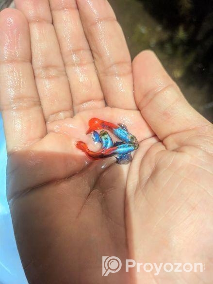 RTP গাপ্পি বিক্রি হবে