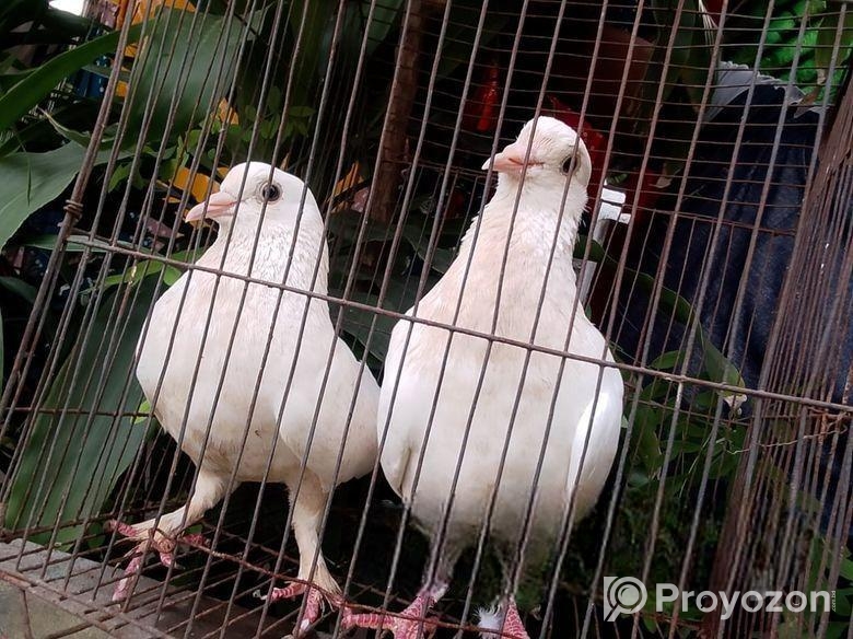 কাগজি কবুতর, রানিং জোড়া