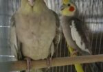 রানিং পাখি আমার কাছে ডিম বাচ্চা করছে