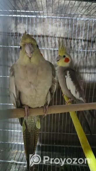 রানিং পাখি আমার কাছে ডিম বাচ্চা করছে