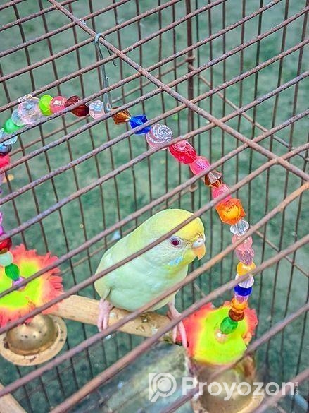 বাজিগার পাখি