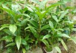 ননী ফল গাছ ২৩ টি