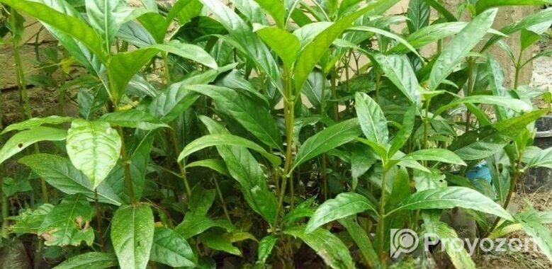 ননী ফল গাছ ২৩ টি