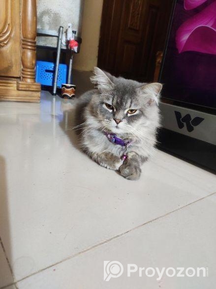 ট্রেডিশনাল পার্শিয়ান বিড়াল