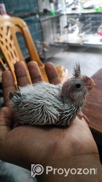 কোকাটেল পাখির বাচ্চা