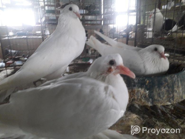 Peshoari kobutor raning