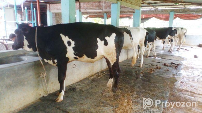 বকনা কিনুন ৫টি পোষার জন্য নিঃসন্ধেহে ।(সিরিয়াল নং