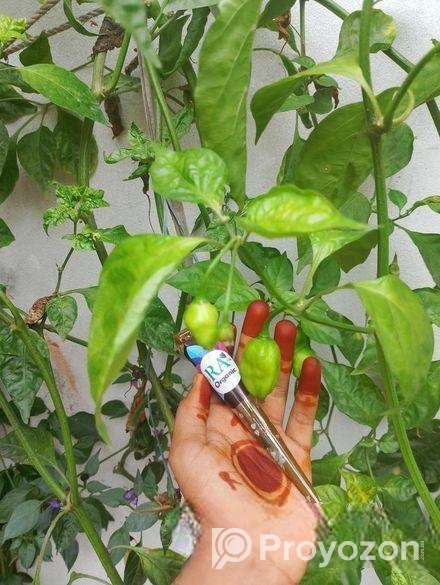 অর্গানিক মেহেদী