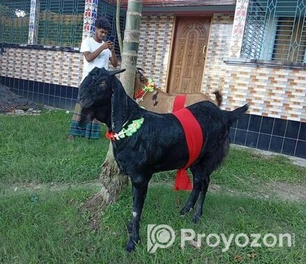 উন্নত মানের ছাগল বিক্রি করা হবে