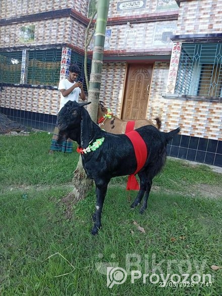 উন্নত মানের ছাগল বিক্রি করা হবে