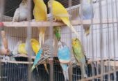 Budgies will be sold.