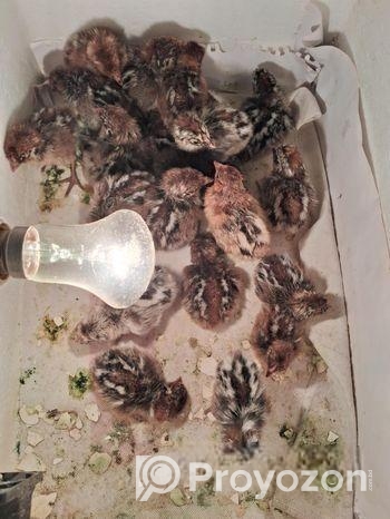 ফাওমি মুরগীর বাচ্চা