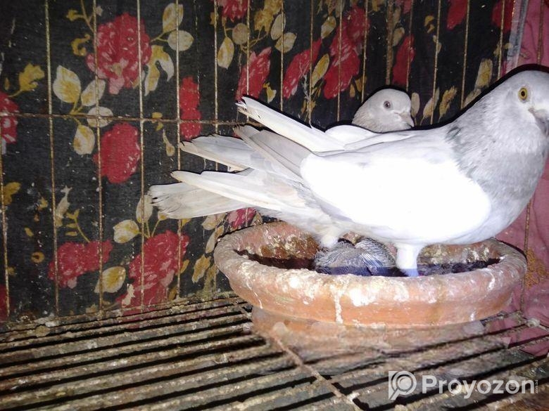 এক জোড়া বানজা কবুতর বিক্রি